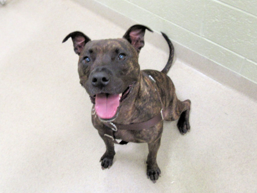 Vero Beach Animals For Adoption